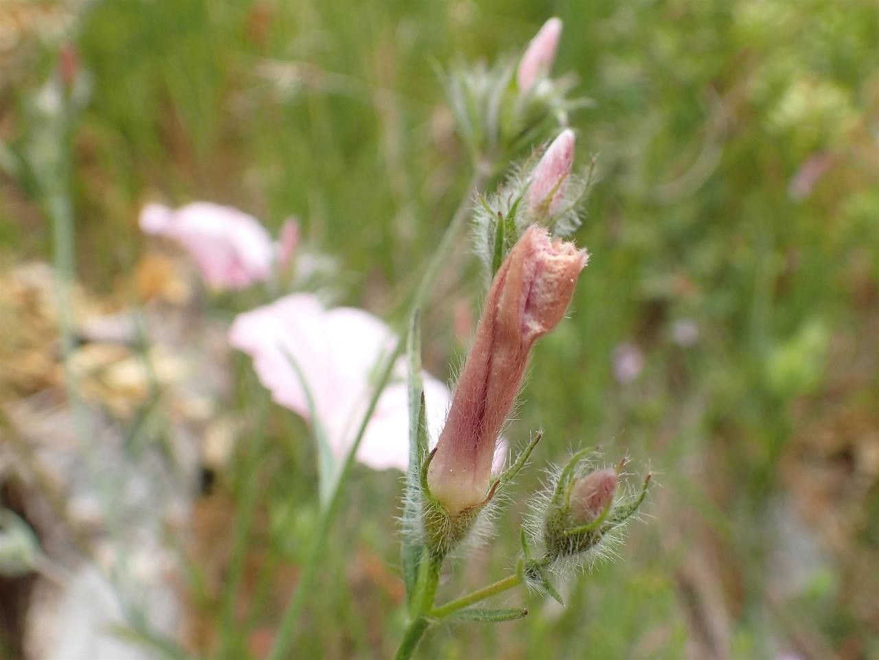Convolvulus cantabrica fruit