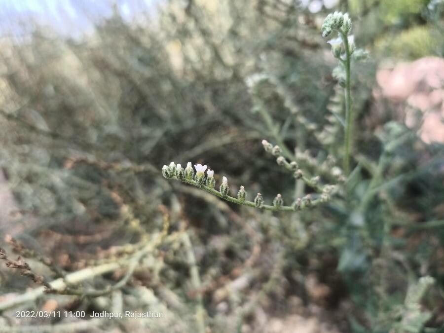Euploca rariflora flower