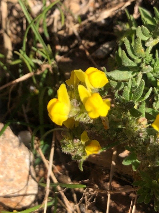 Linaria saxatilis flower