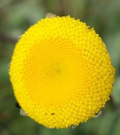 Cotula paludosa — houseplant care guide