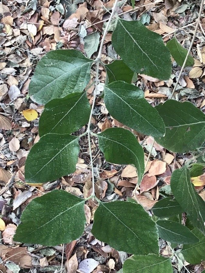 Aloysia virgata — search result for 'Verbenaceae'