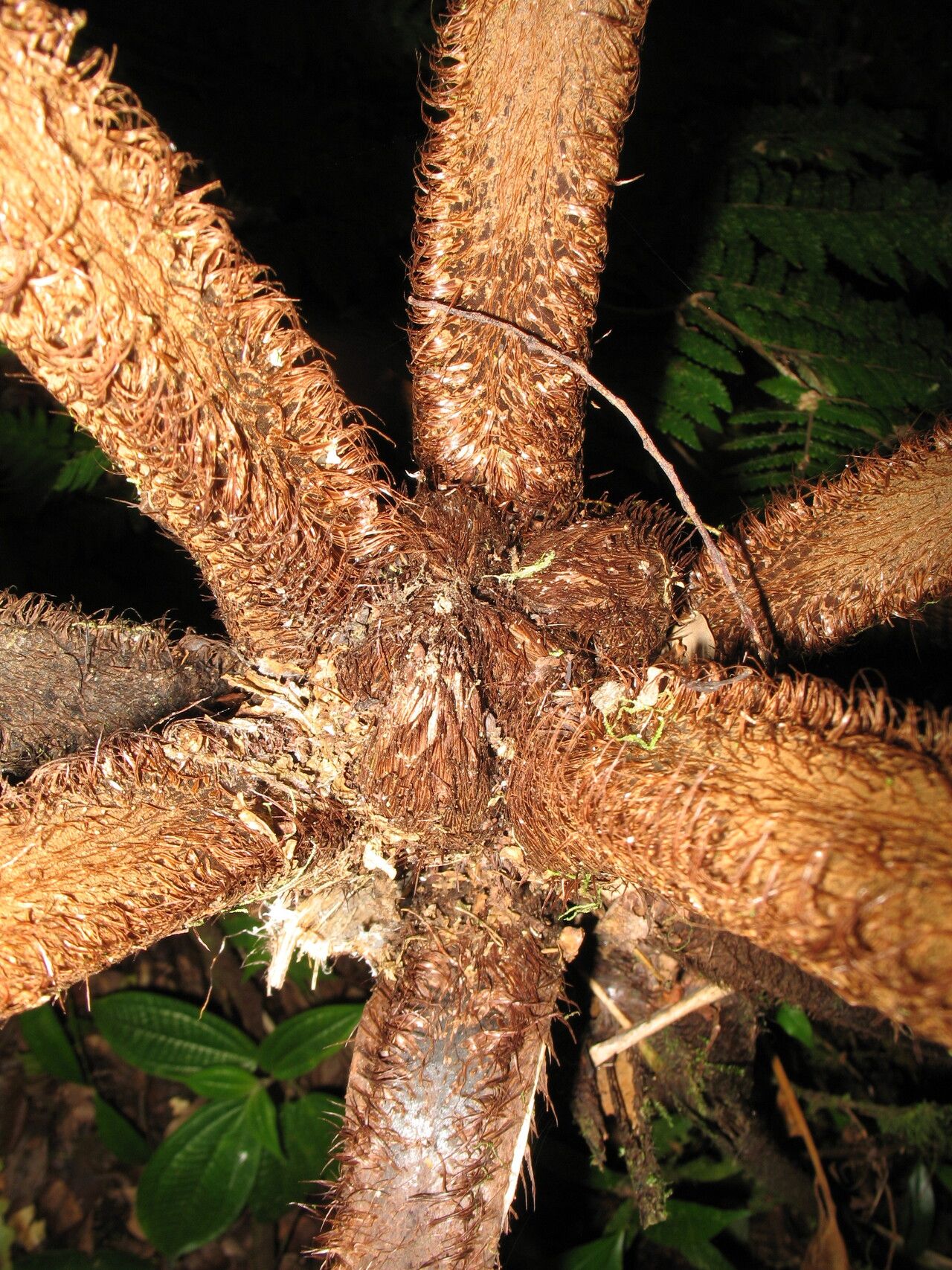 Alsophila kirkii — houseplant care guide