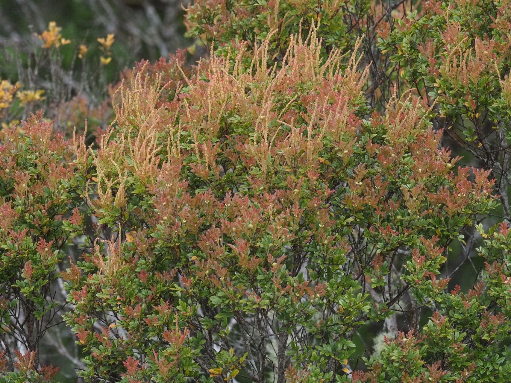 Pterophylla marojejyensis — houseplant care guide