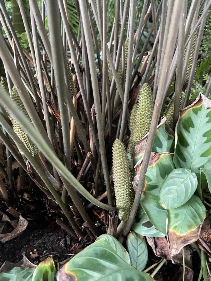 Ceratozamia hildae flower