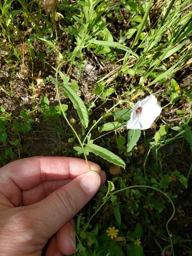 Convolvulus equitans leaf