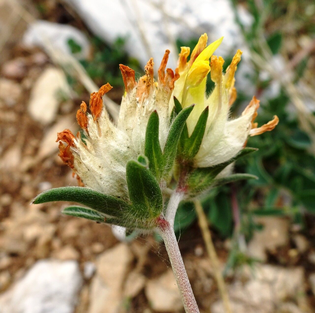 Anthyllis vulneraria flower