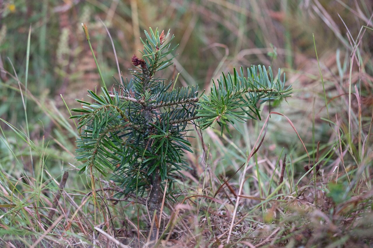 Abies bornmuelleriana