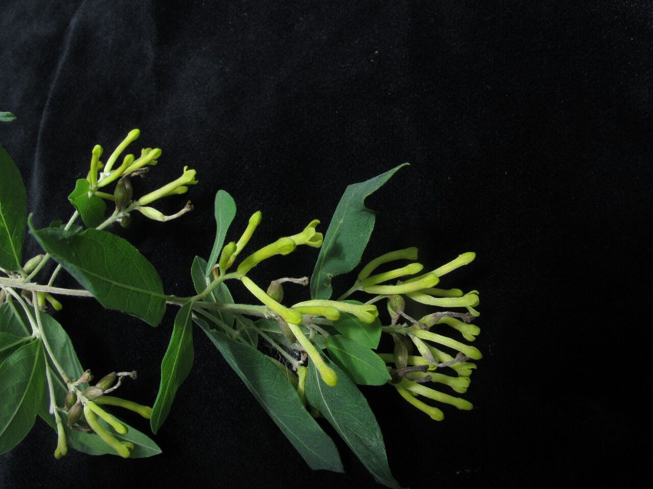 Wikstroemia canescens — related species from the same genus