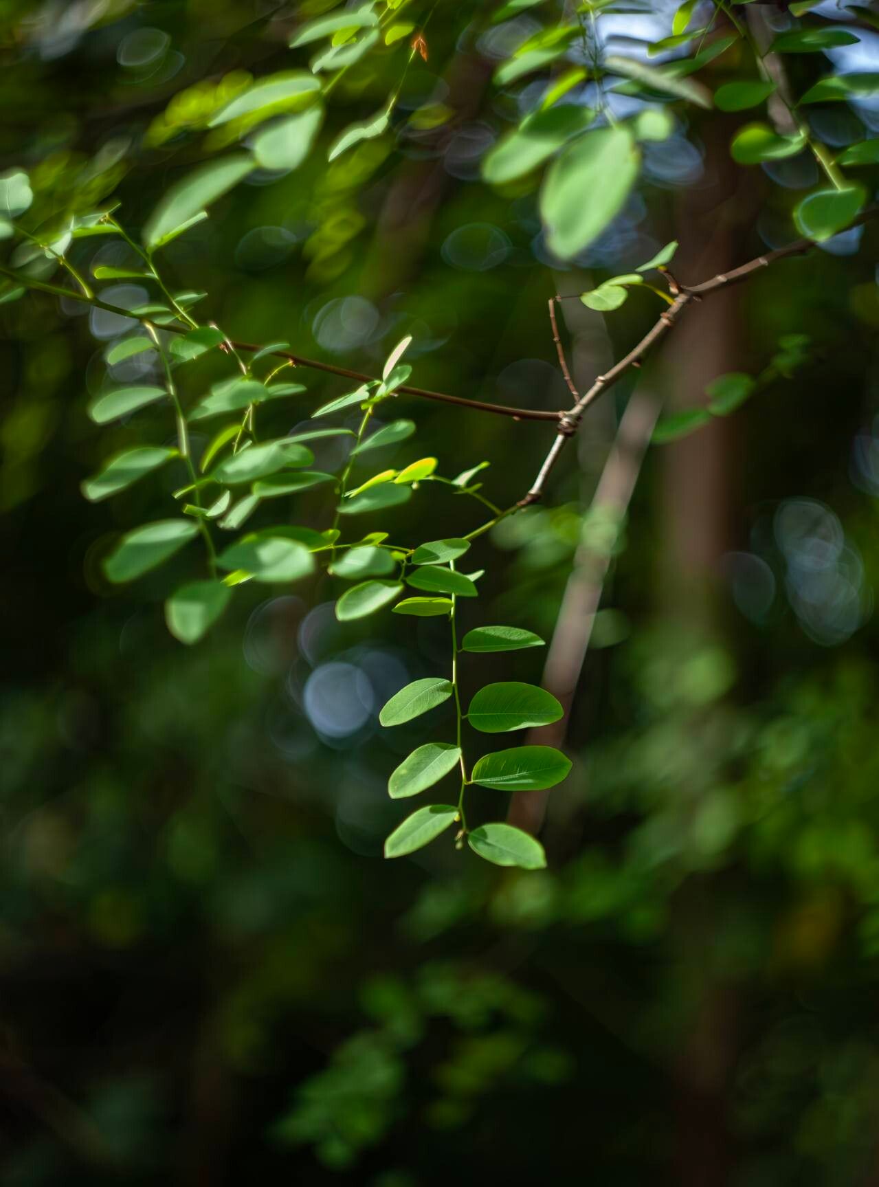 Synostemon glaucus — related species from the same genus
