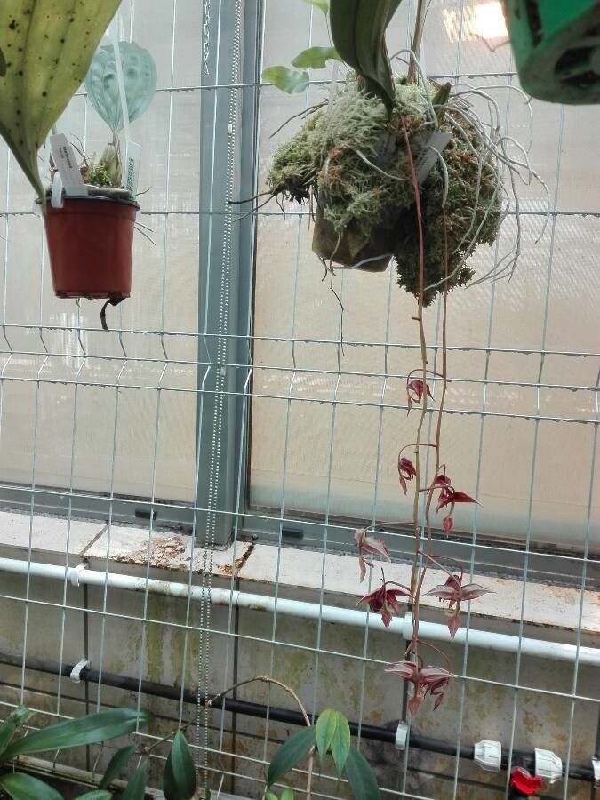 Gongora claviodora flower