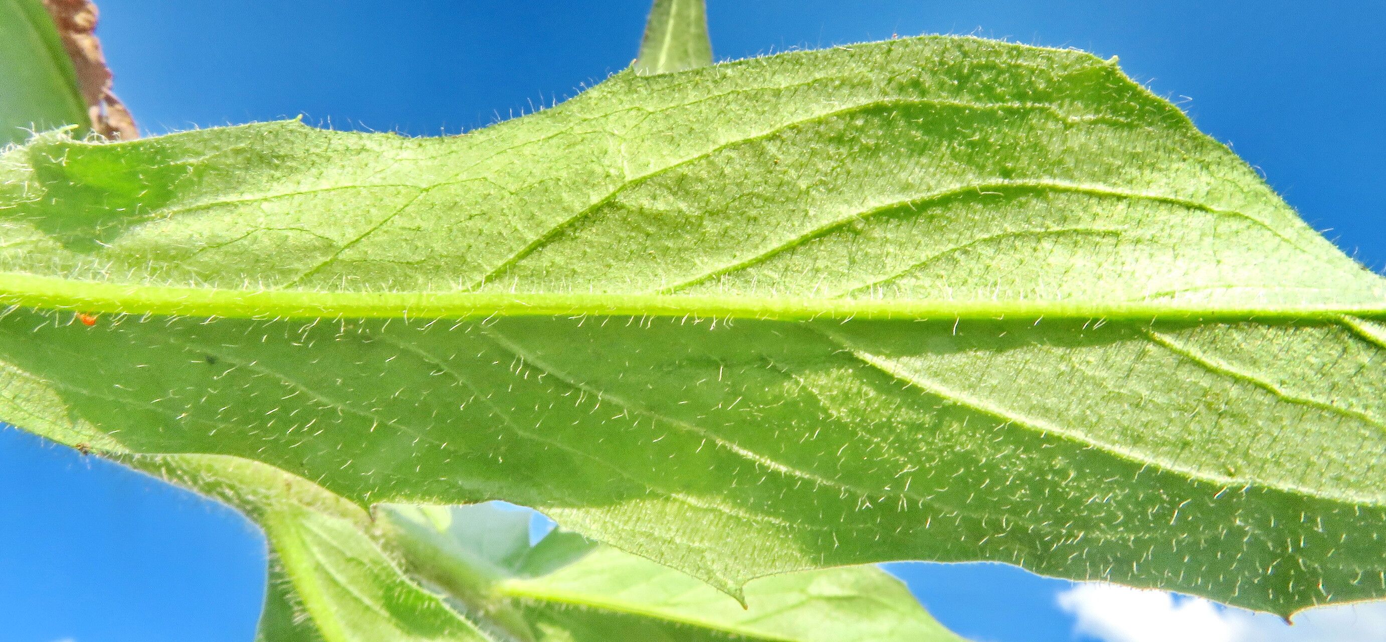 Hieracium inuloides leaf