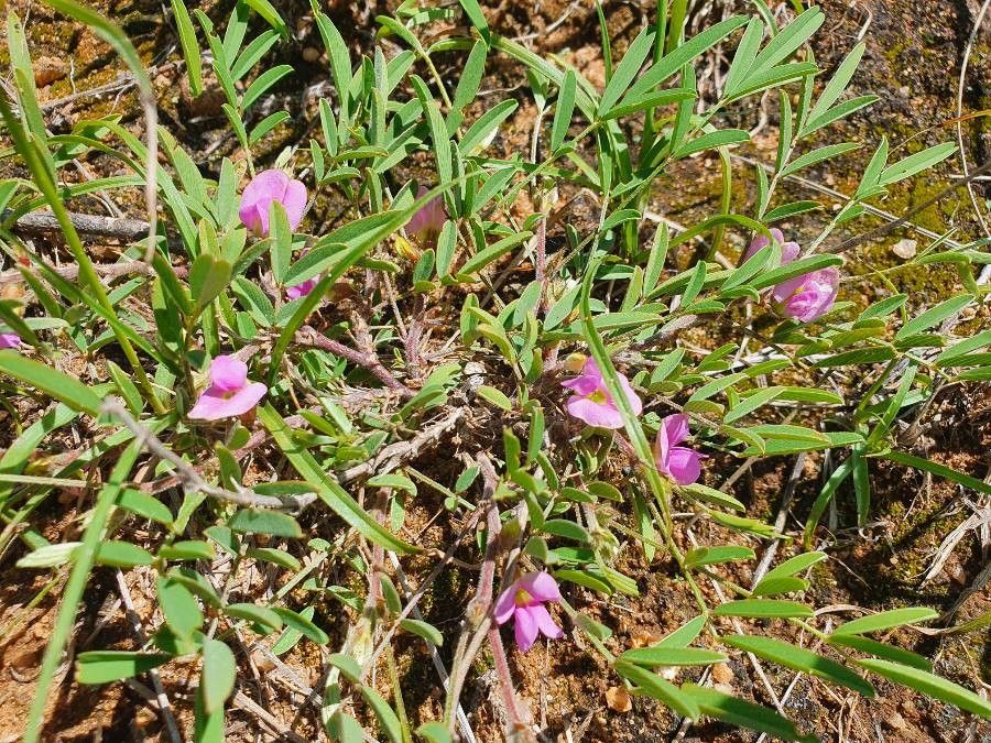 Tephrosia subtriflora habit