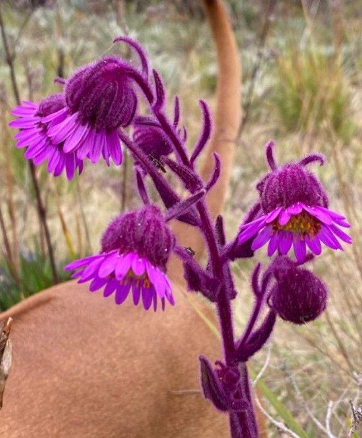 Senecio evacoides bark