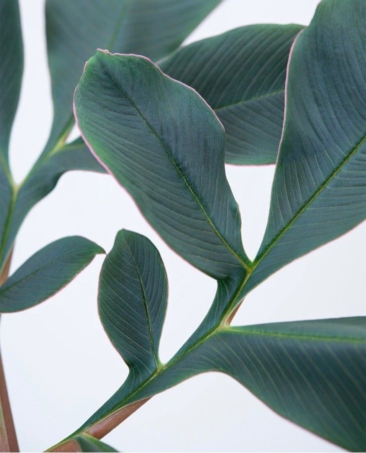 Amorphophallus atroviridis leaf