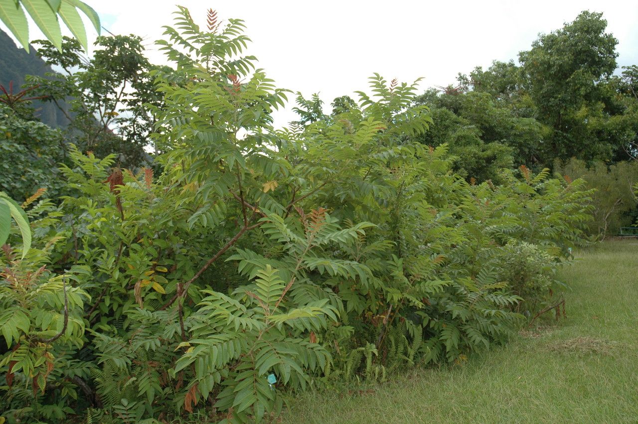 Rhus sandwicensis habit