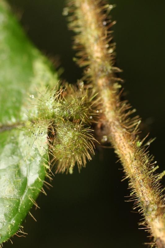 Hirtella physophora other