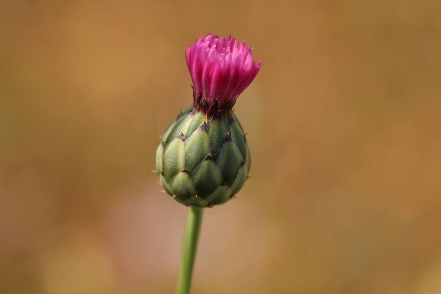 Tyrimnus leucographus flower