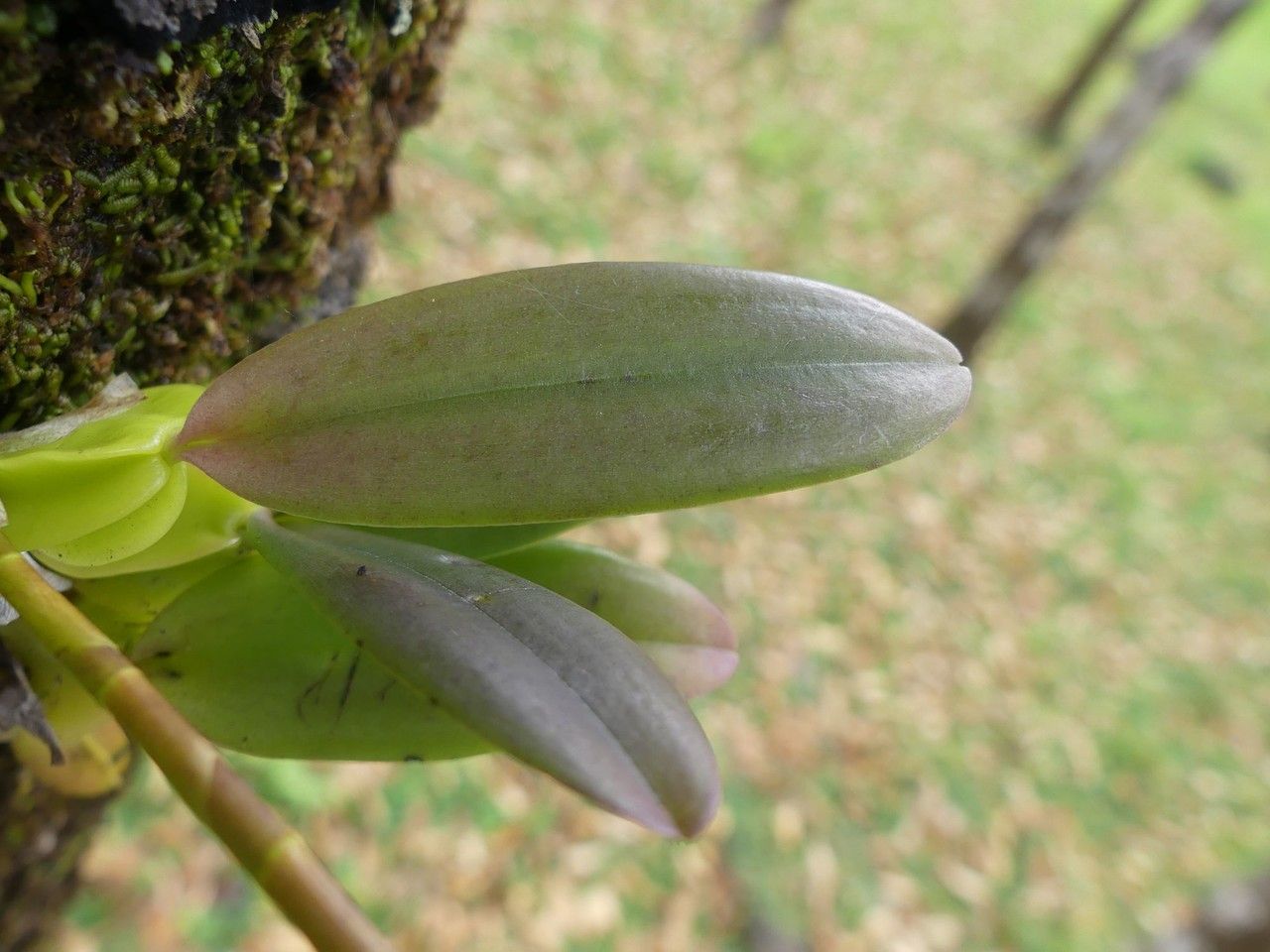 Bulbophyllum occultum leaf