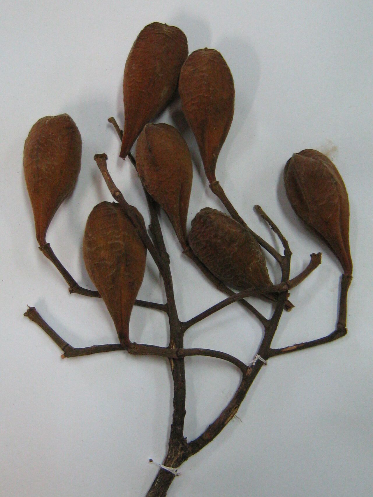 Cochlospermum orinocense other