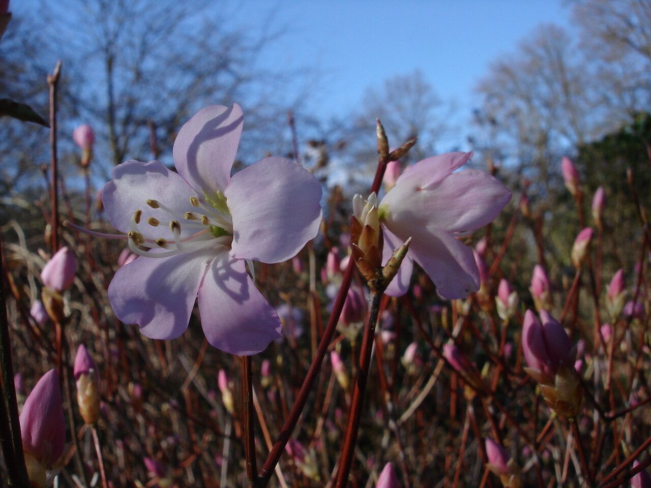 Rhododendron pentaphyllum flower