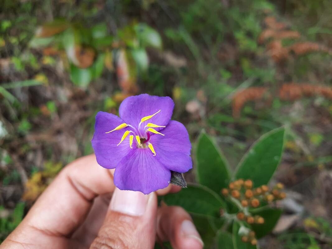 Osbeckia capitata — related species from the same genus
