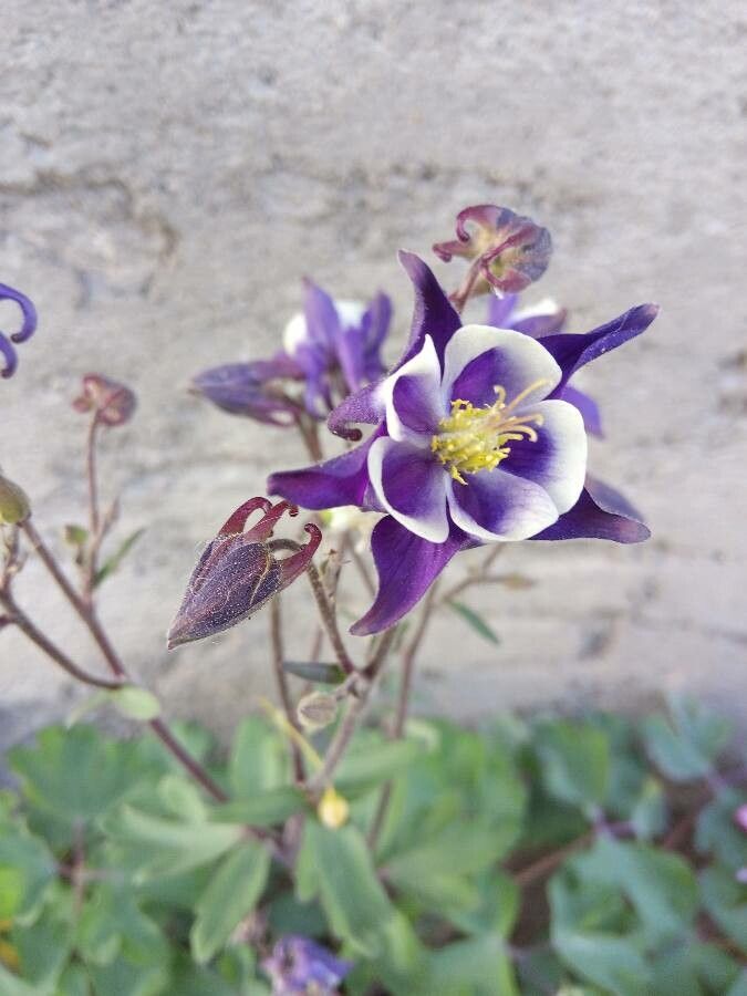Aquilegia olympica flower