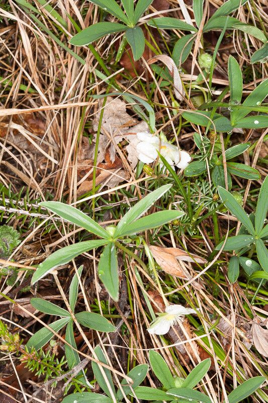Potentilla alba habit