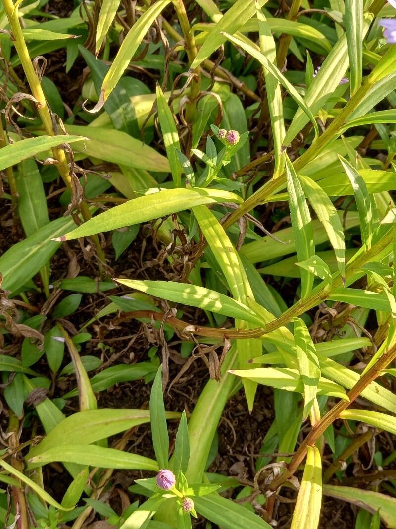 Aster koraiensis — houseplant care guide