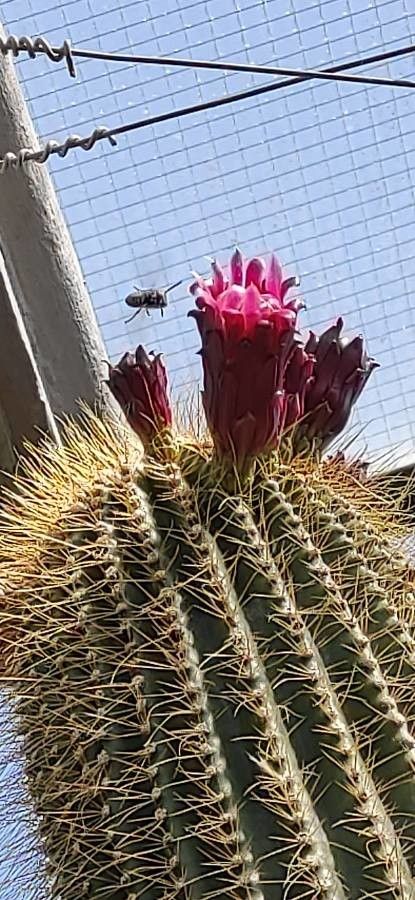 Neobuxbaumia polylopha flower