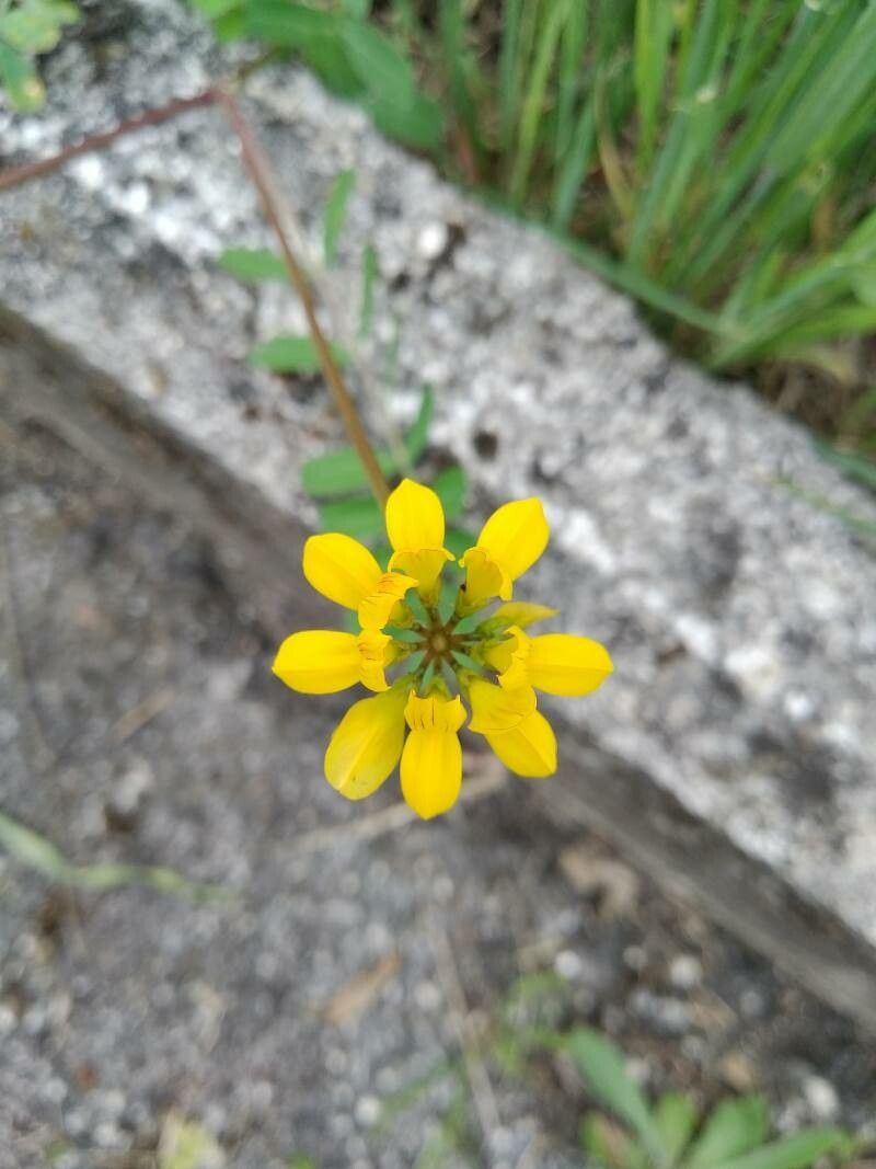 Securigera securidaca flower