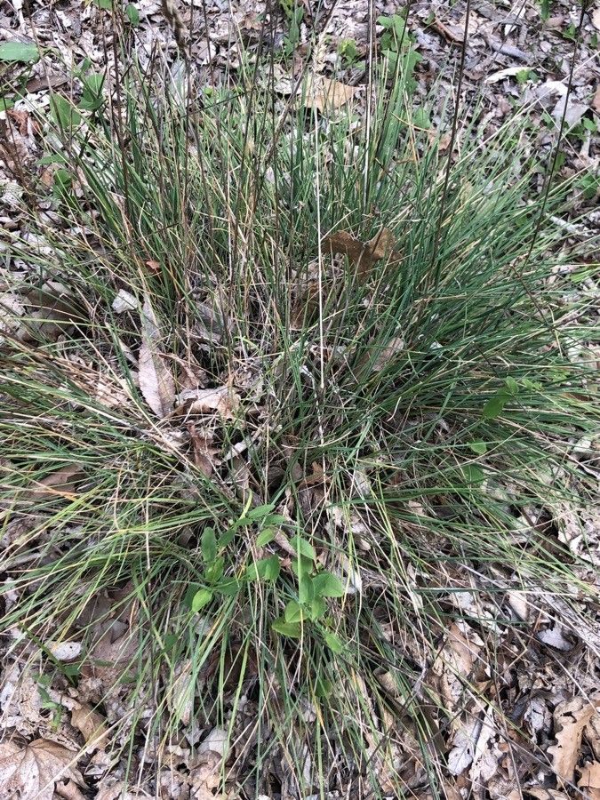 Koeleria crassipes — search result for 'Koeleria'