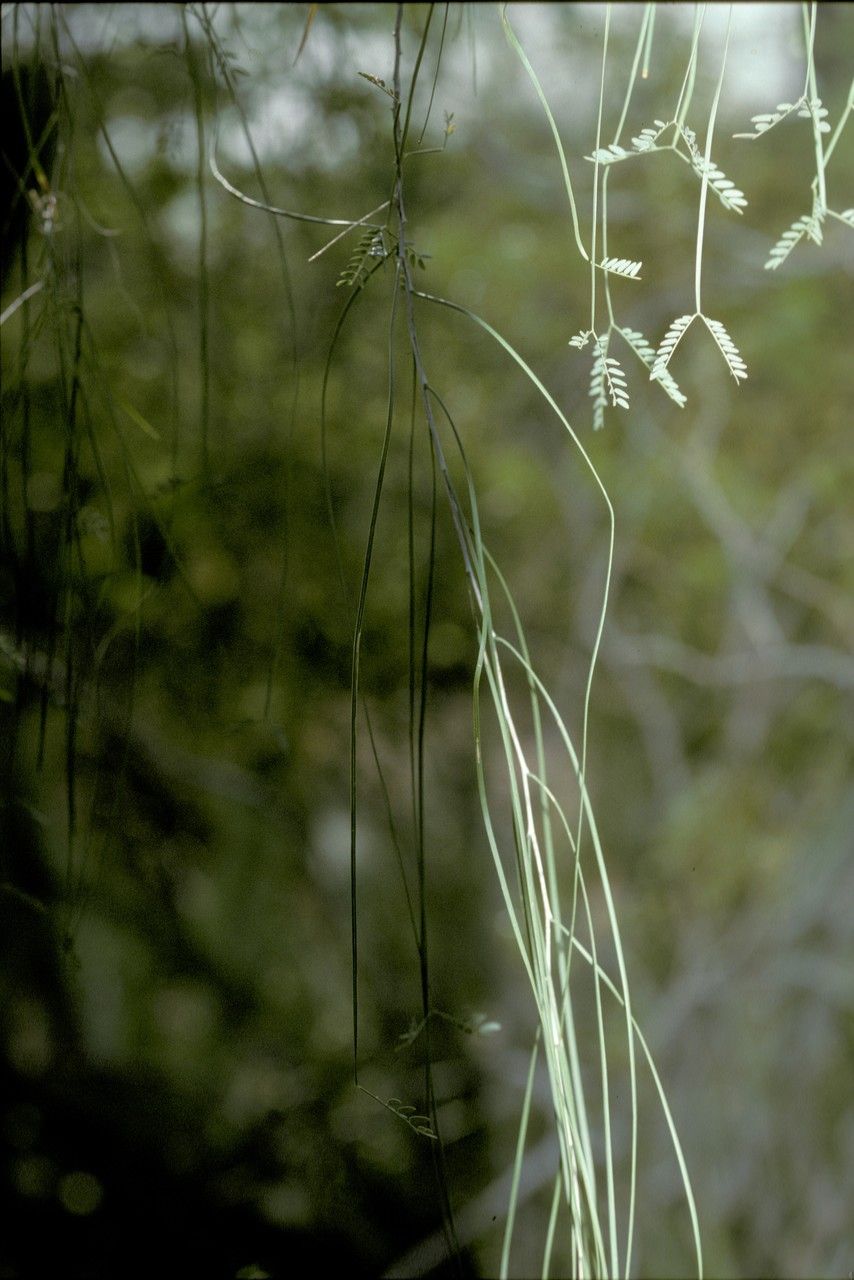 Mariosousa willardiana — houseplant care guide