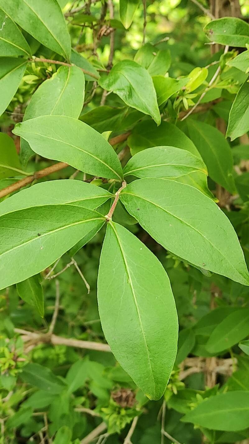 Zabelia tyaihyoni — related species from the same genus