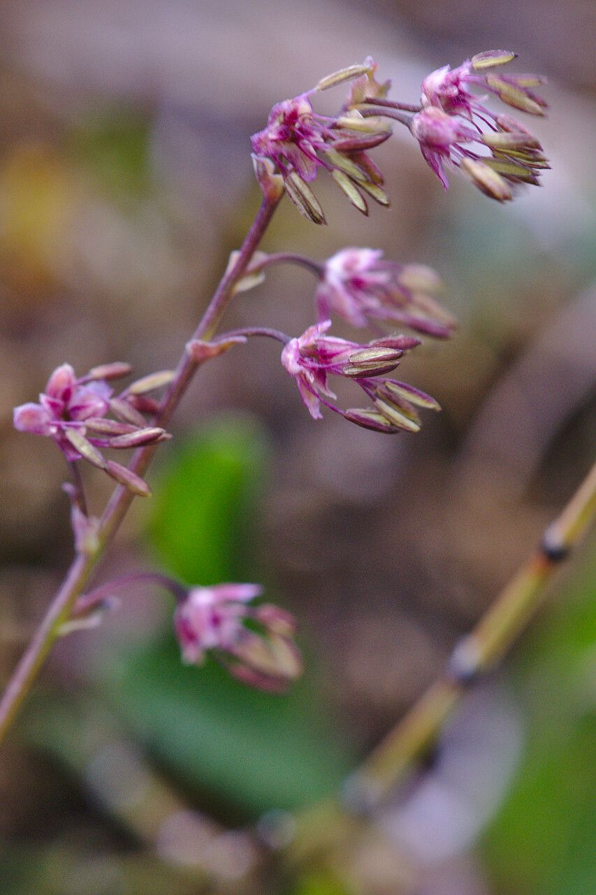 Thalictrum alpinum flower