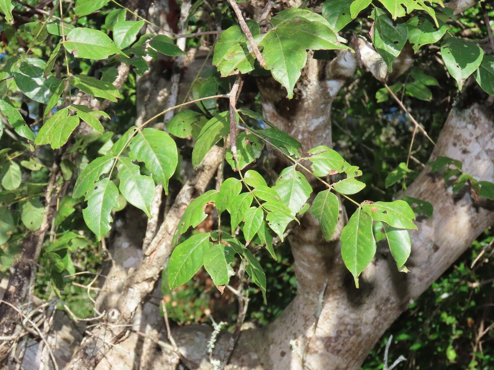 Lannea antiscorbutica — related species from the same genus