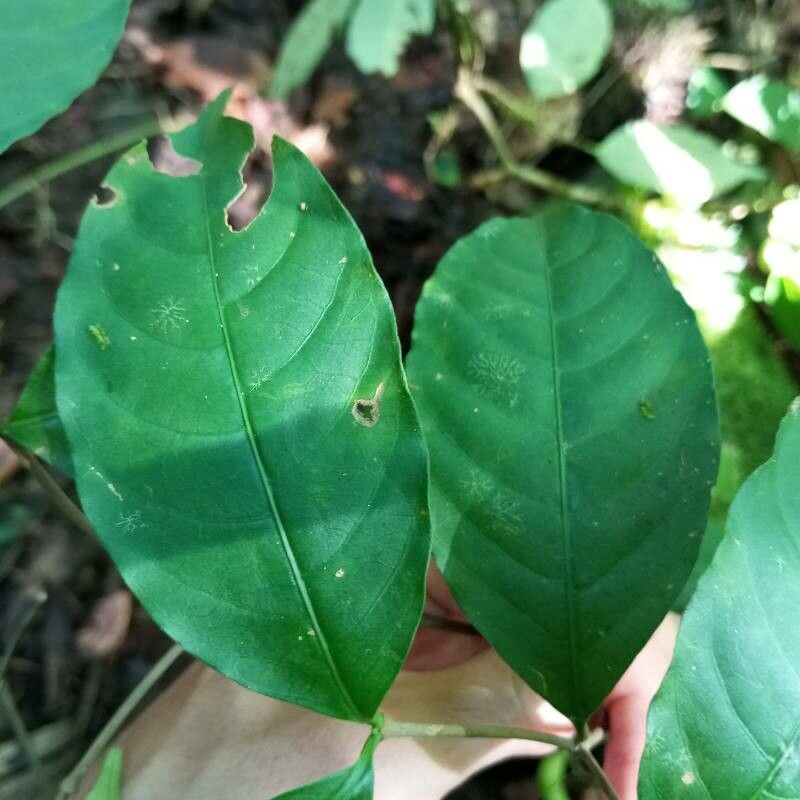 Tabernaemontana alfaroi leaf