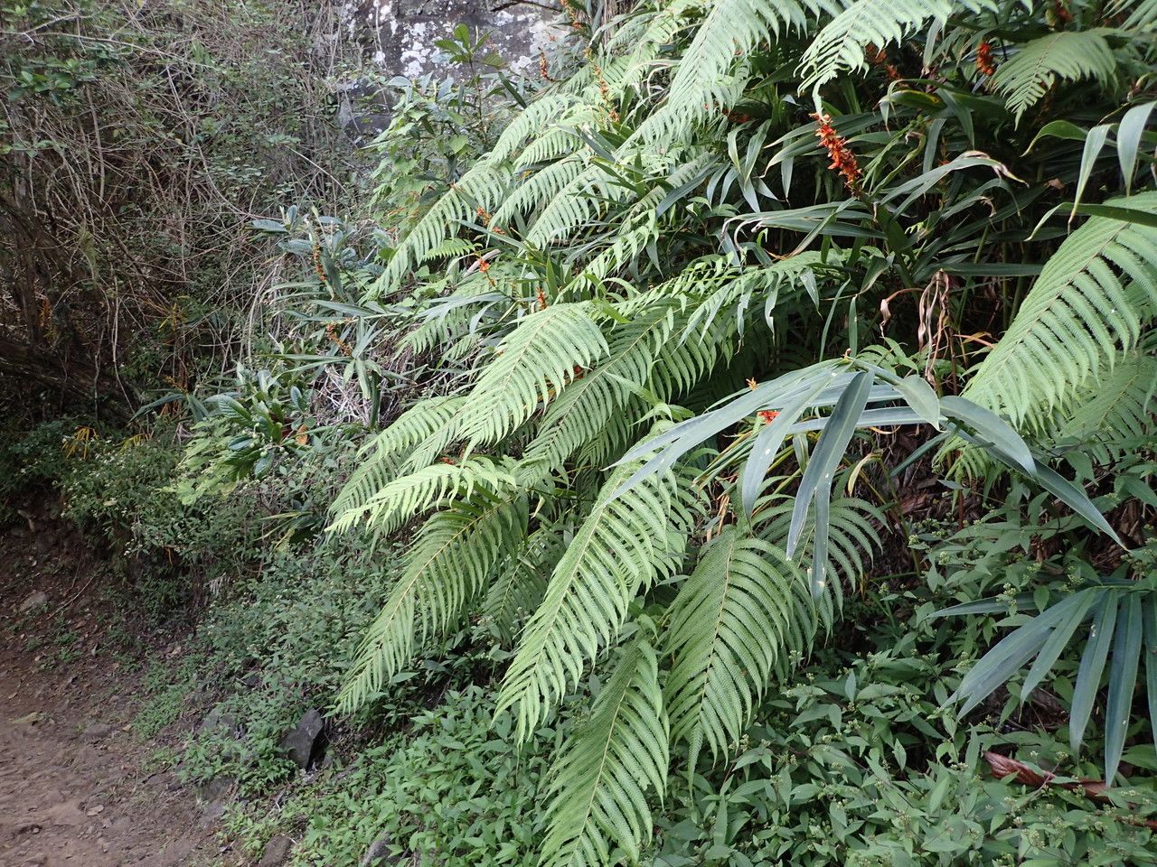 Sphaerostephanos elatus habit