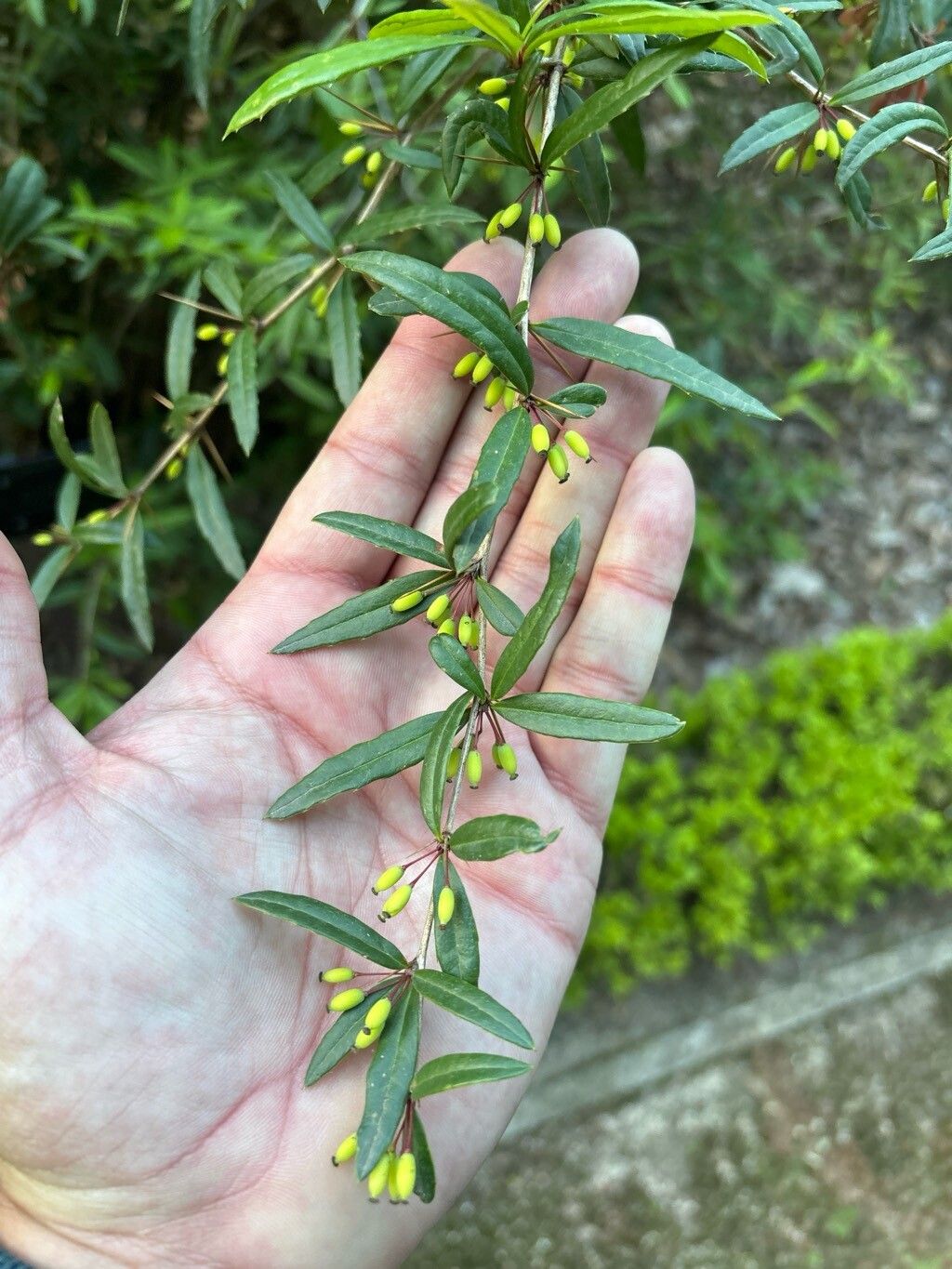 Berberis levis — houseplant care guide