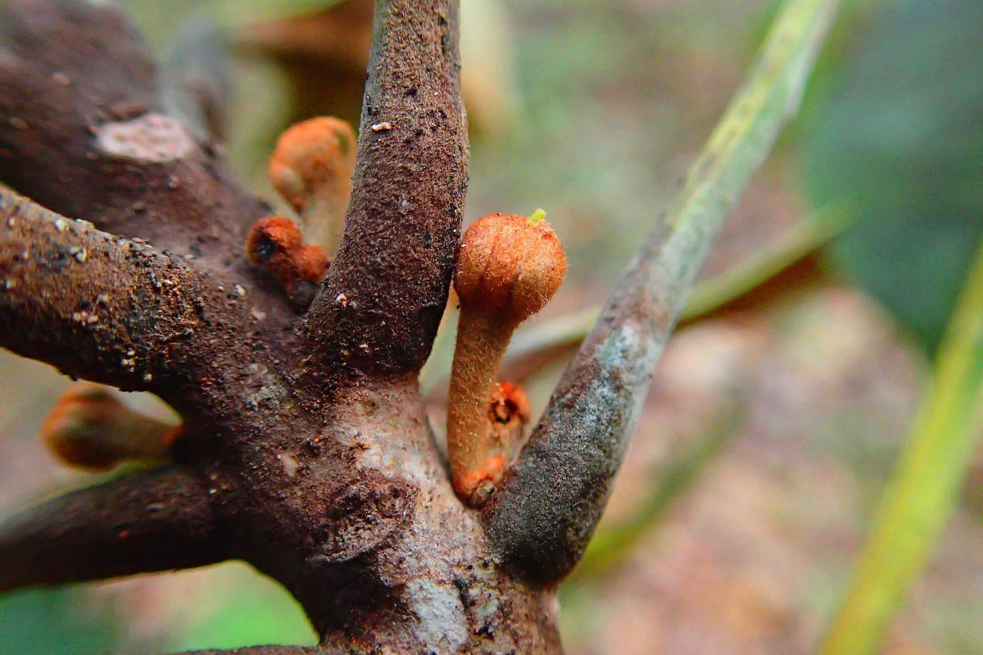 Planchonella wakere fruit