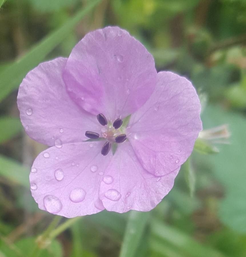 Erodium subintegrifolium — search result for 'Erodium'