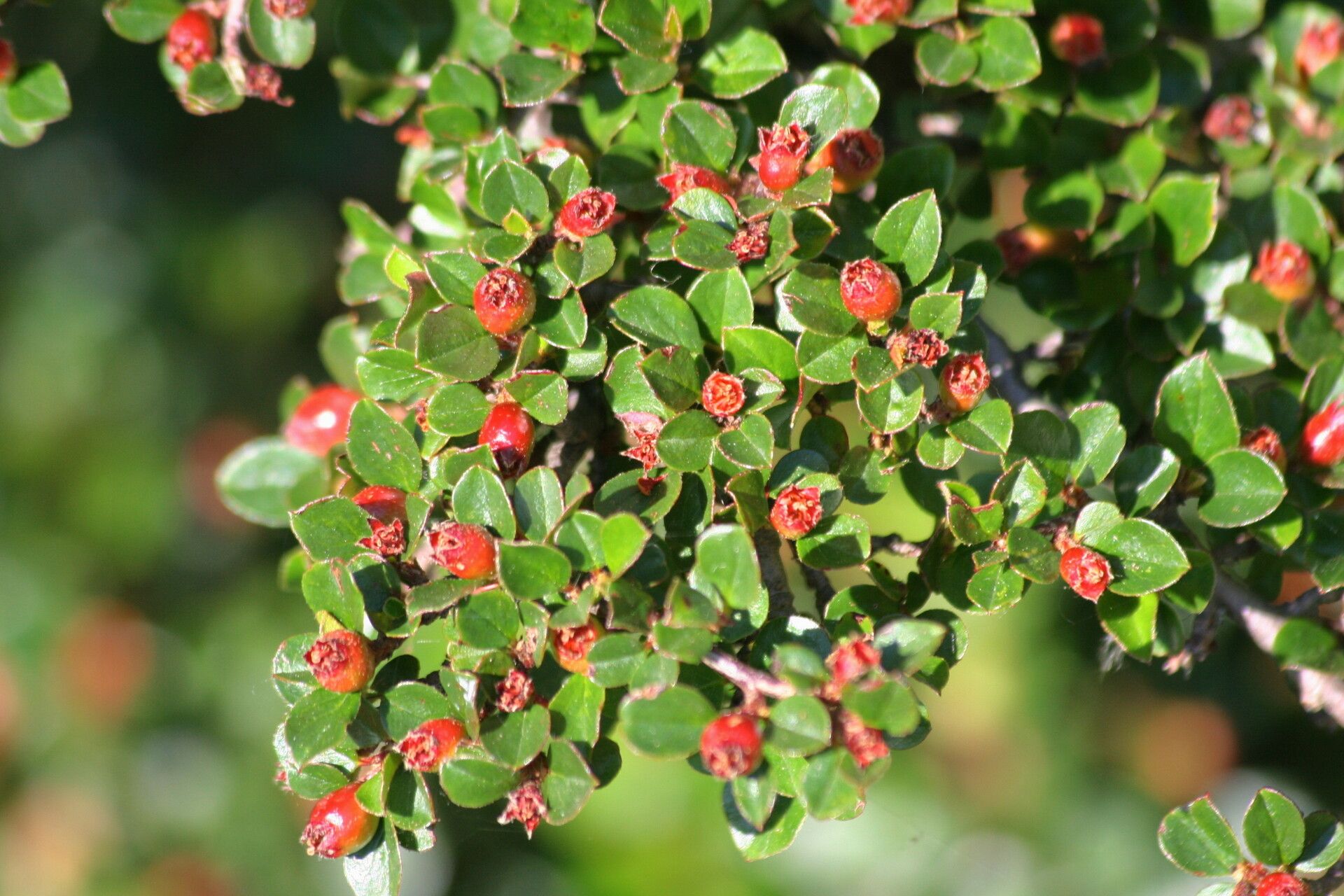 Cotoneaster apiculatus — houseplant care guide
