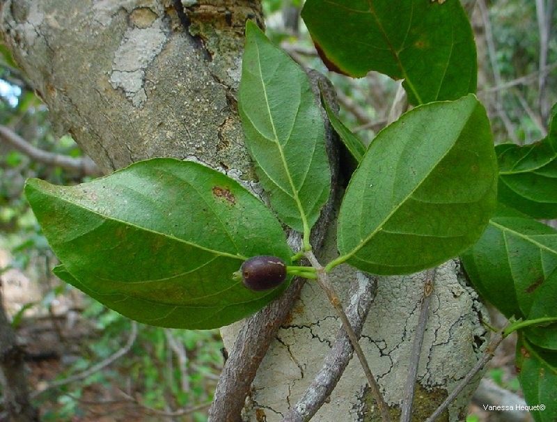 Antirhea rhamnoides habit