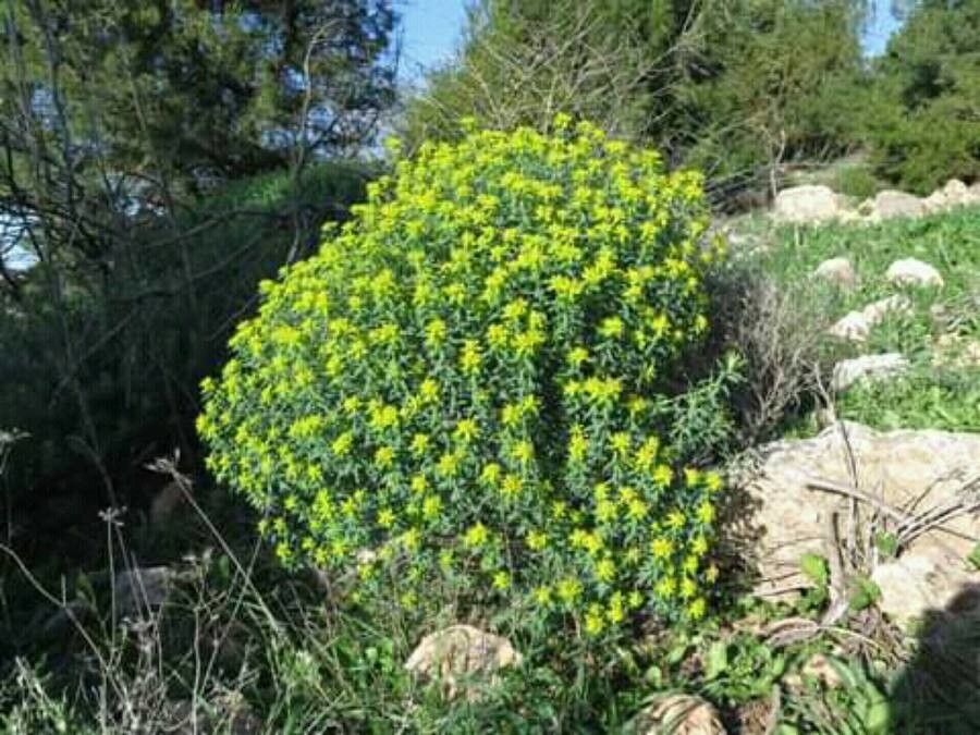 Euphorbia hierosolymitana leaf