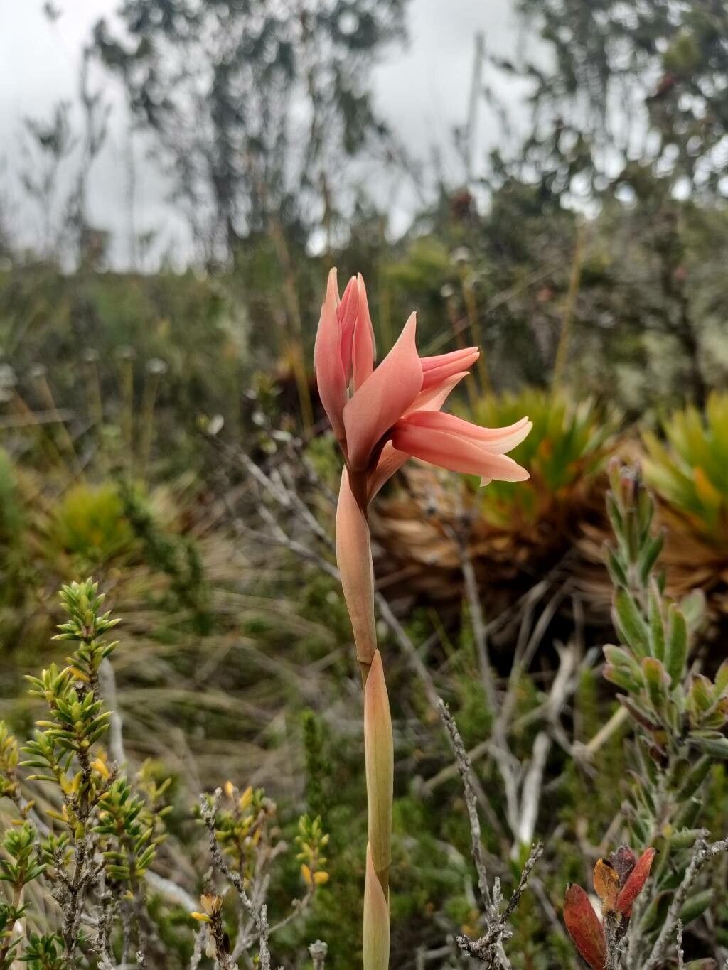 Stenorrhynchos vaginatum flower