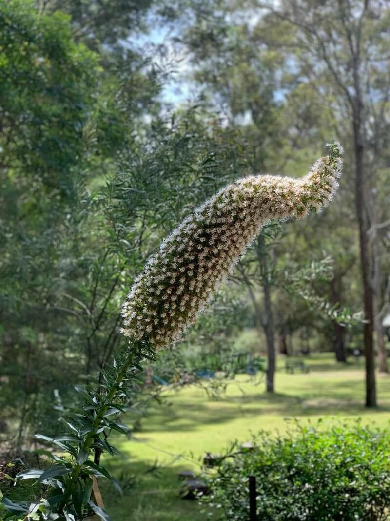 Echium simplex flower
