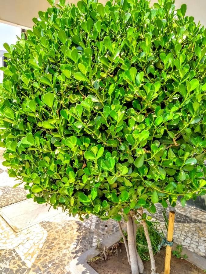 Clusia fluminensis leaf