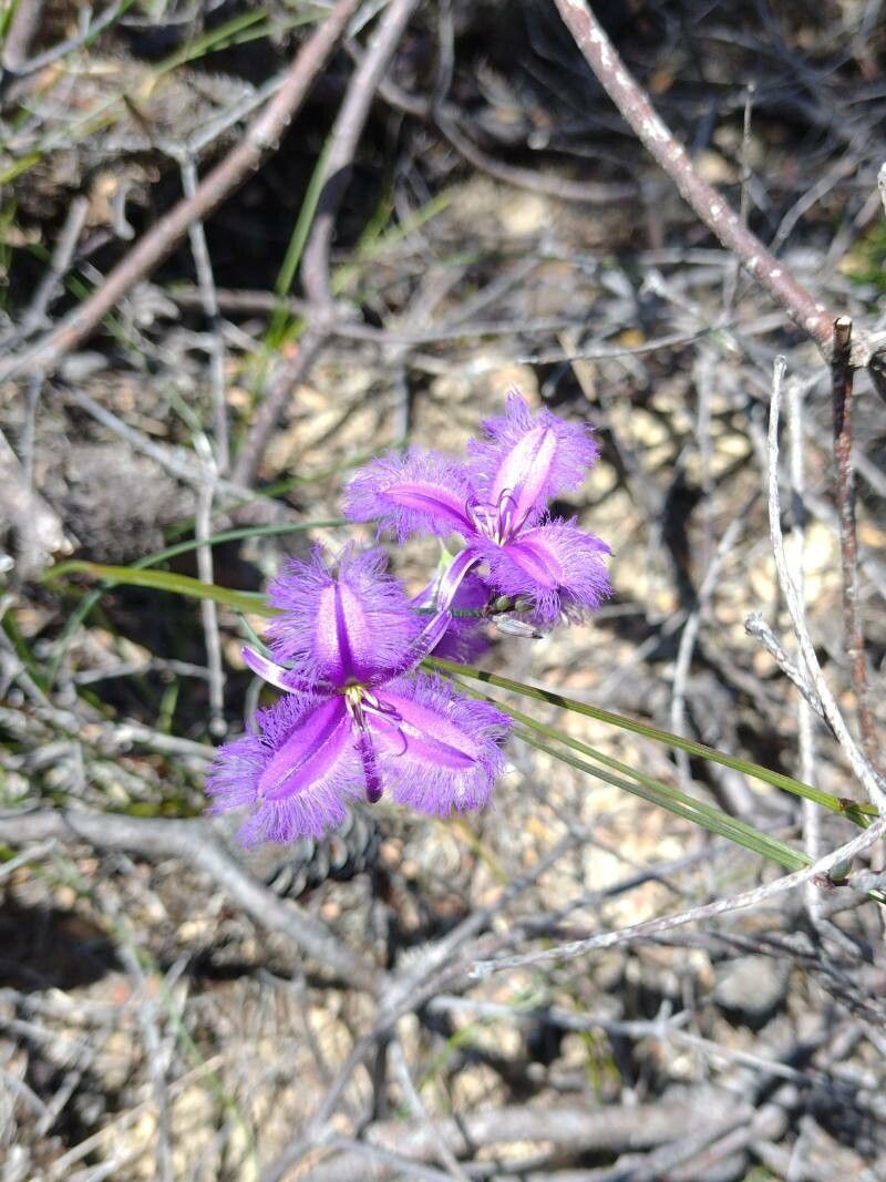 Thysanotus juncifolius habit