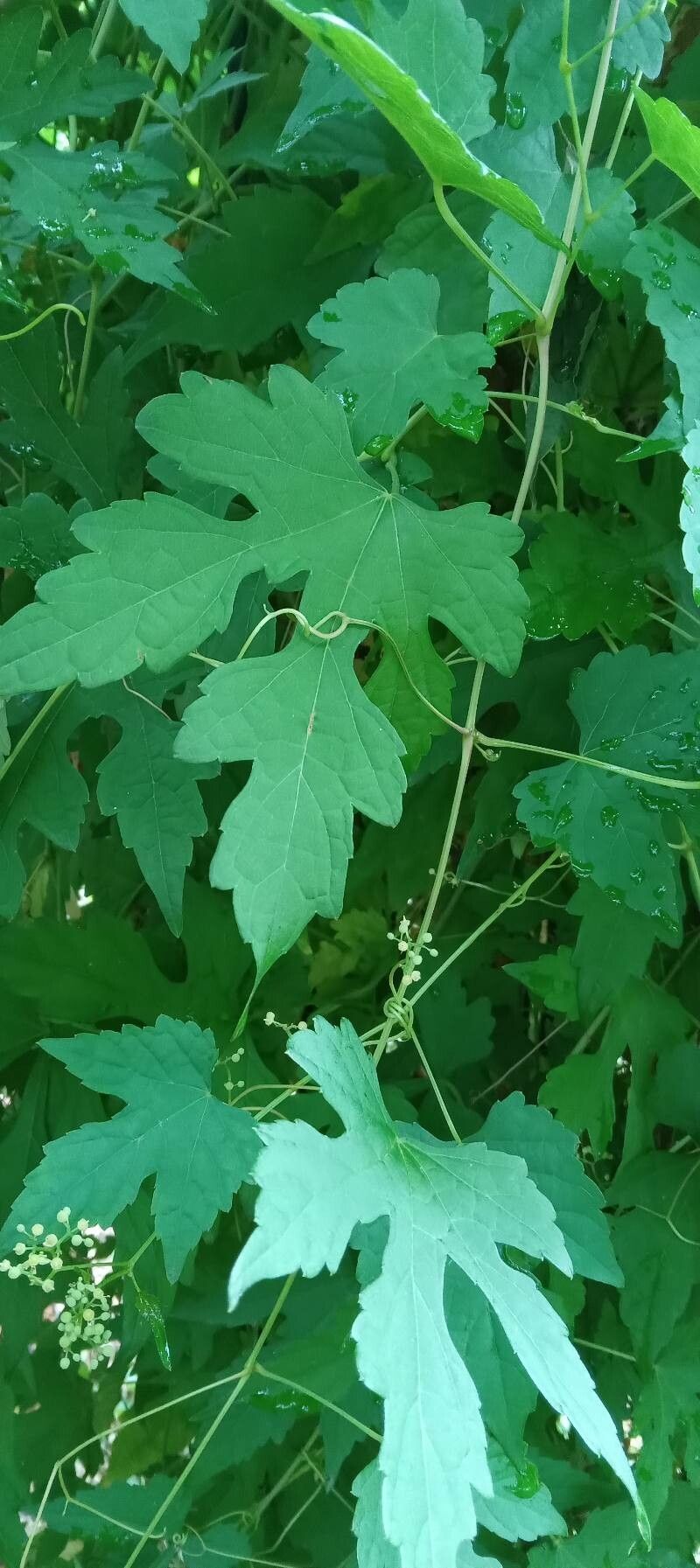 Ampelopsis aconitifolia — related species from the same genus