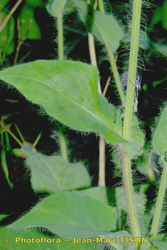 Hieracium plecophyllum bark