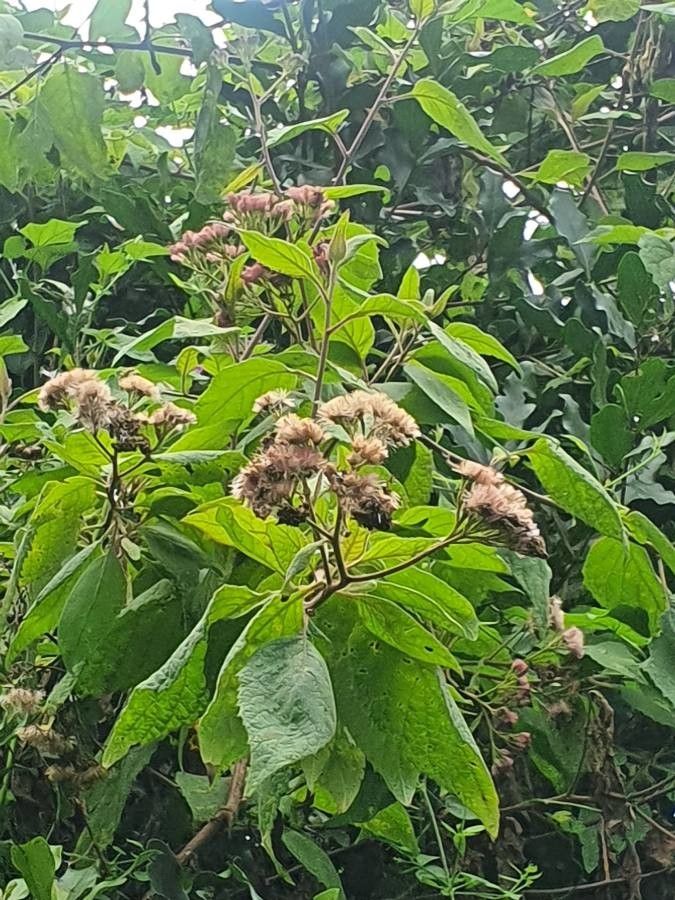 Vernonia brachycalyx habit